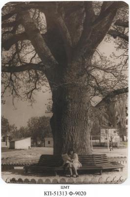 Прикрепленное изображение: Детский парк. 300-летний дуб  60-е 01 — копия.jpg